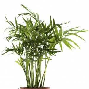 Bamboo-Palm-400x399