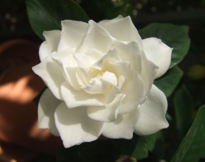White_Gardenia_flower