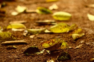 terra-molhada-e-folhas-secas