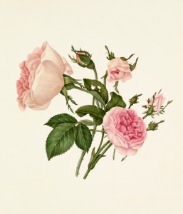 Rosa damascena 'Bella Donna', Rosa 'Mignon'