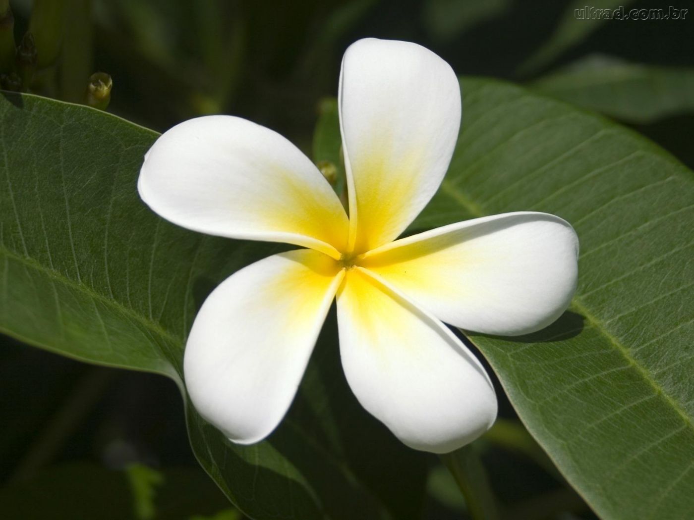 Essência de Flor de Jasmim - Peter Paiva