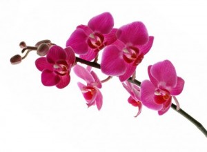 Adubos-Quimicos-Para-Orquideas-2