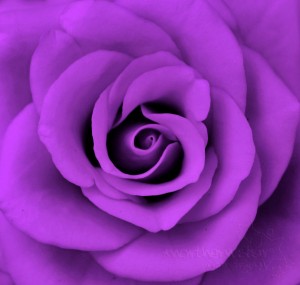 Purple-Rose-08