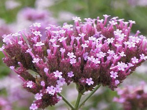 Verbena_bonariensis1