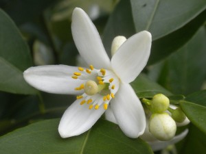 flor+de+laranjeira