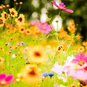 flower-meadow-20392-20902-hd-wallpapers