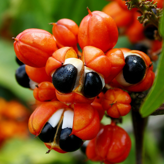 Essência de Guaraná Fruta – Peter Paiva