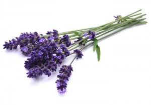 lavanda_flor 2