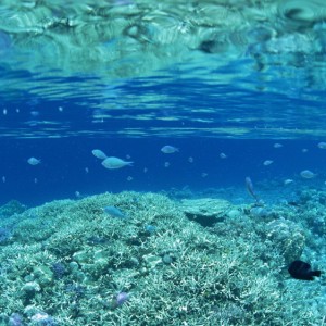 small_fishes_under_water_corals_sea_60290_3840x2160