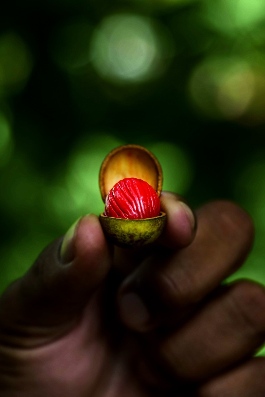 Saiba mais: Manteiga de Ucuúba