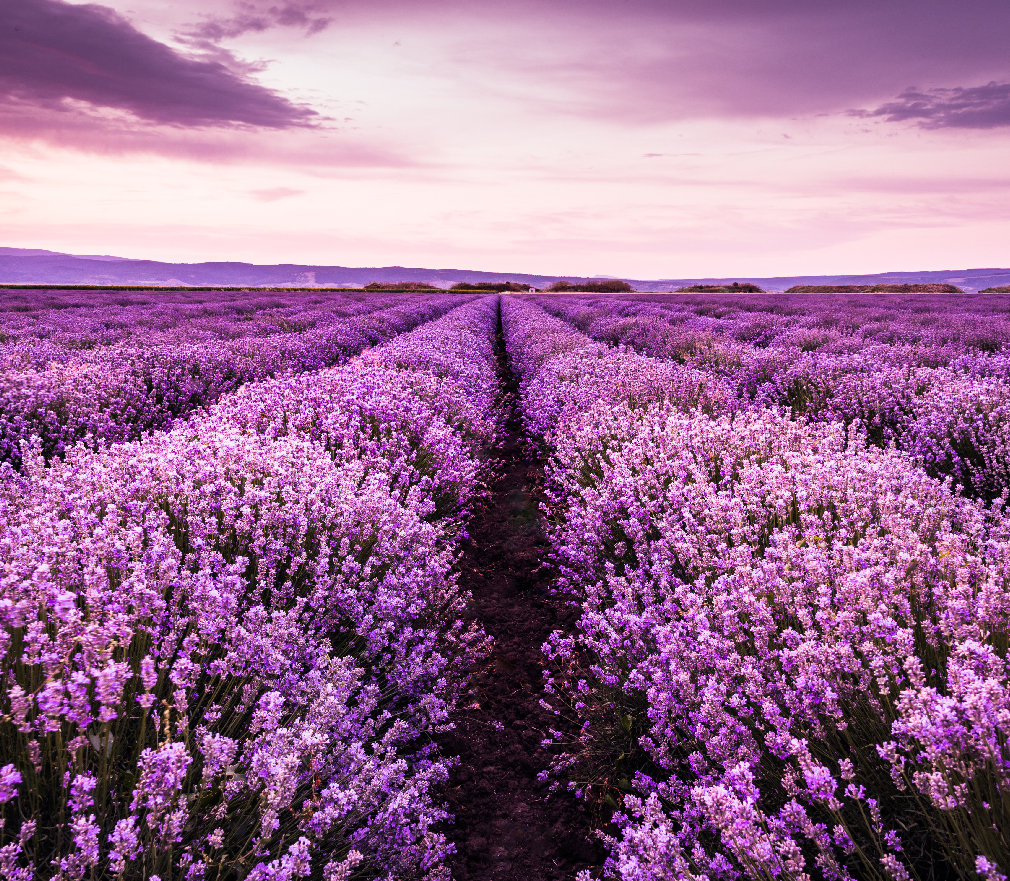 A TRADIÇÃO MUNDIAL DA LAVANDA