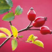 O poder da rosa mosqueta