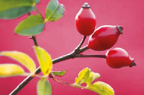 O poder da rosa mosqueta