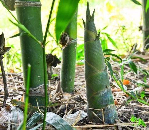 BENEFÍCIOS DO EXTRATO DE BROTO DE BAMBU