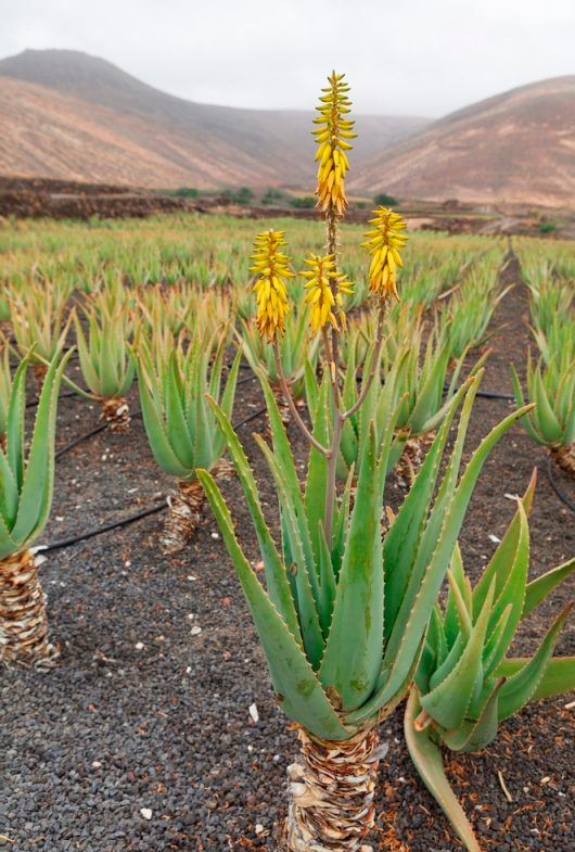 Plantação de Aloevera