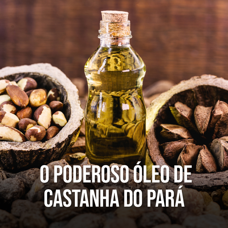 O PODEROSO &Oacute;LEO DE CASTANHA DO PAR&Aacute;